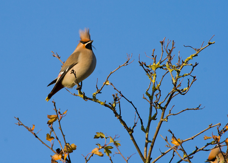 Punky pestvogel