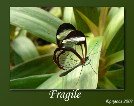 Fagile