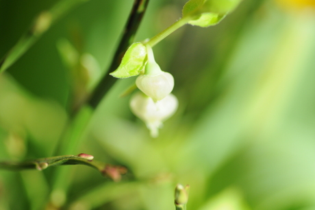 Hidden Spring