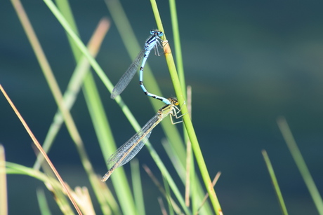 libelle