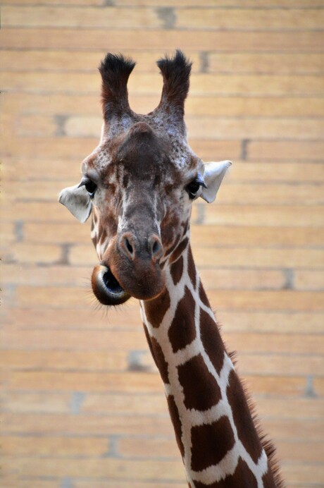 giraffe