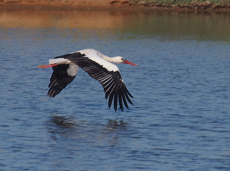 ooievaar ria formosa 21-12-14.jpg