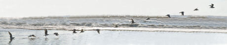 Seagull take-off at Castricum Beach