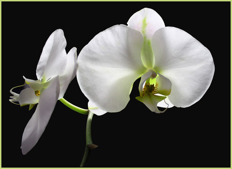 witte orchidee