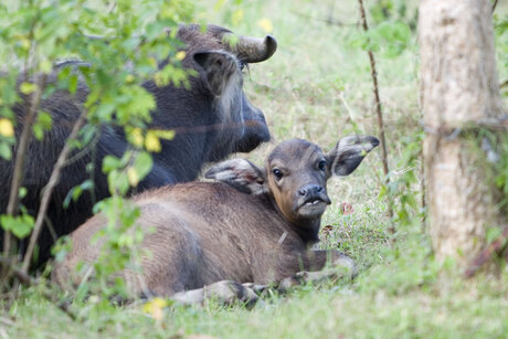 Waterbuffel baby