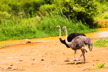 Struisvogels