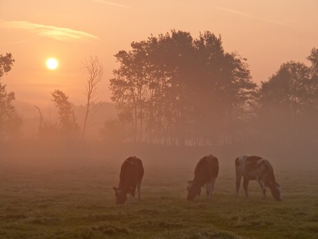 Ochtend in Ommel