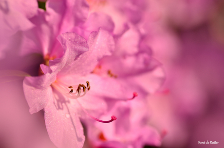 De lente in aantocht?!