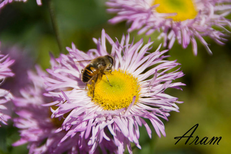 Bij op bloem