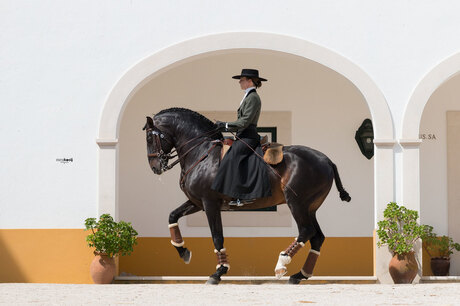 Spaanse paarden portugal