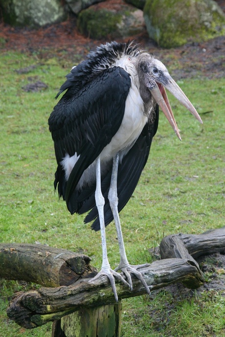 Maraboe met bek open in vogelpark Walsrode