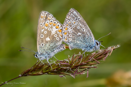 Parende Icarus Blauwtje