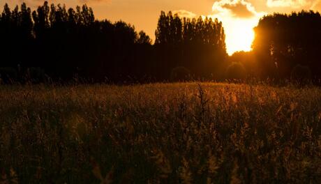 Sunshine grass