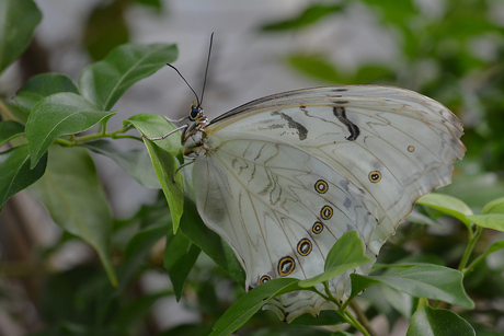 Protogoniomorpha Parhassus