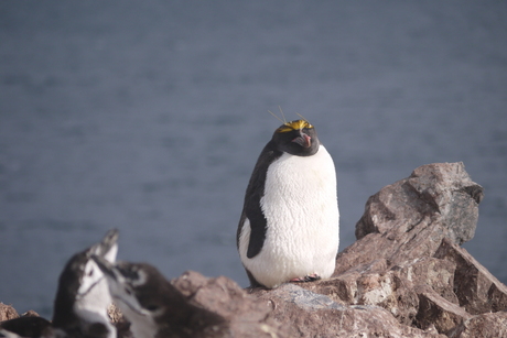 Macaronie pinguin