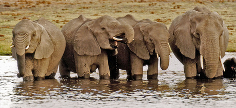 Elephants