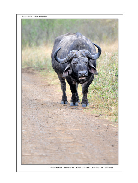 Zuid Afrikaanse Buffel