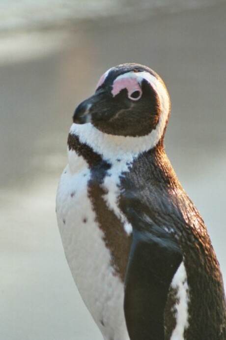 Pinguin