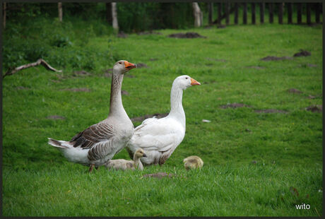 Familie gans