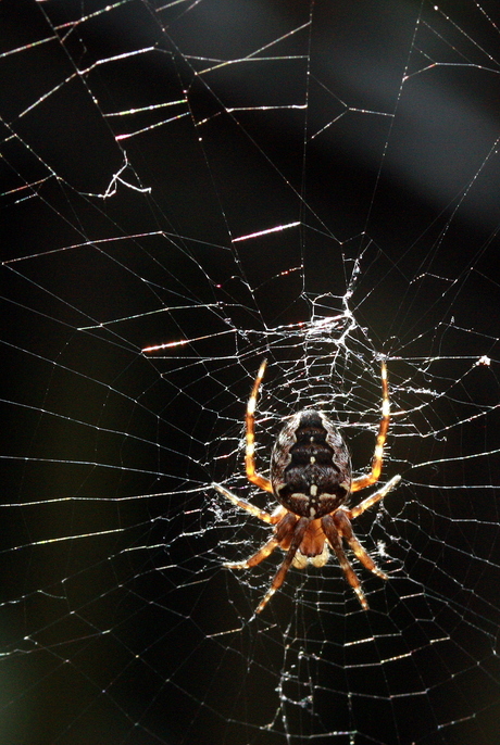 Spiderman in de avondzon