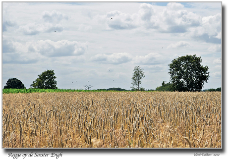 Rogge op de Soester Engh