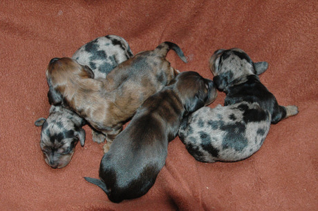 bijke's4 getijgerde teckel pups