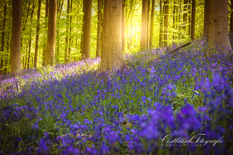 Hallerbos in bloei