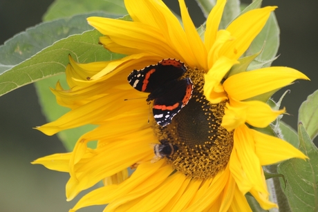 Zonnebloem met vlinder en hommel