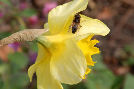 bij op narcis