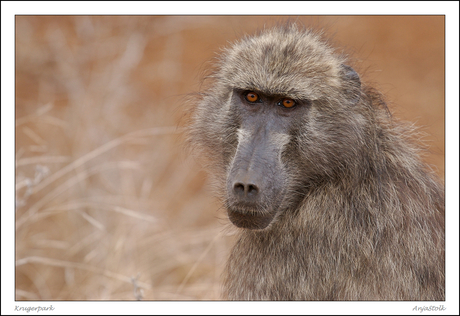 Chacma baboon