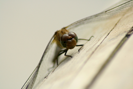 Biesbosch Bugs