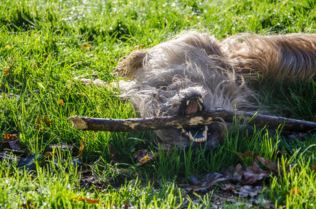 plezier in de herfstzon