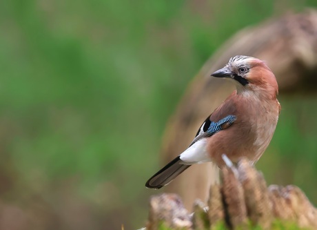 #summerwildlife