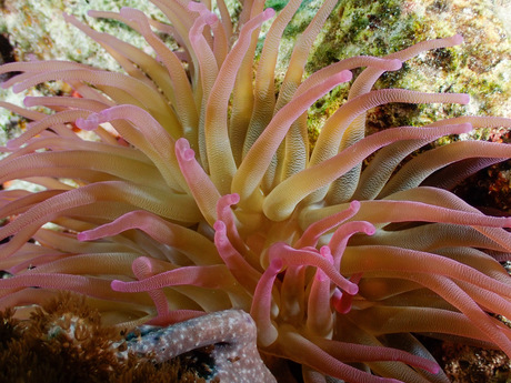 Mooie onderwaterwereld van Bonaire 