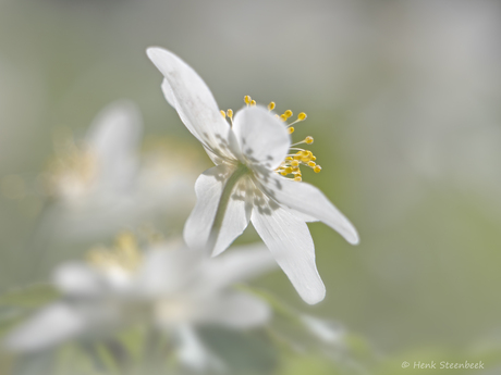 Bosannemoon in tegenlicht 