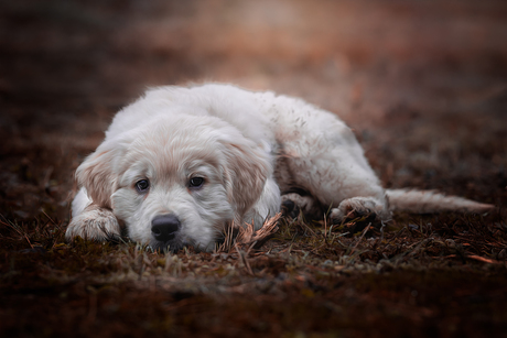 tired golden puppy