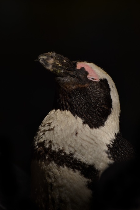 Pinguïn in the dark