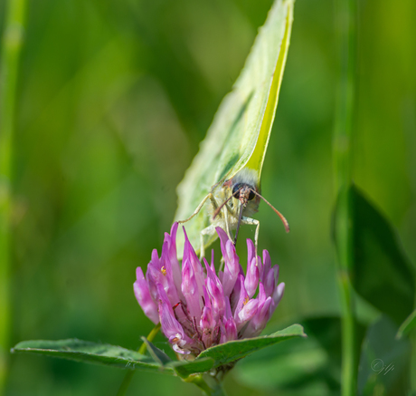 citroenvlinder