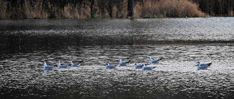 Allen met koptelefoons ?