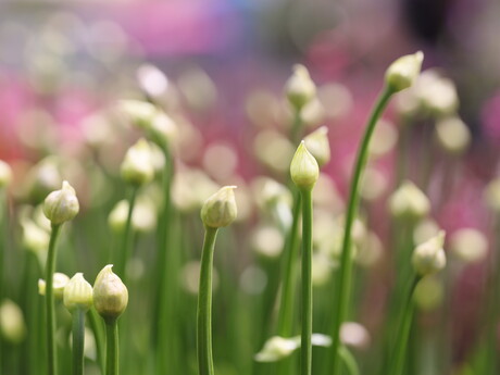 Uienbollen in knop...