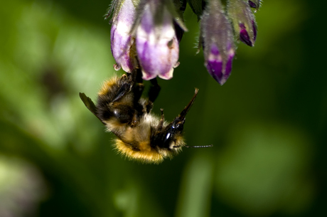 Hommel