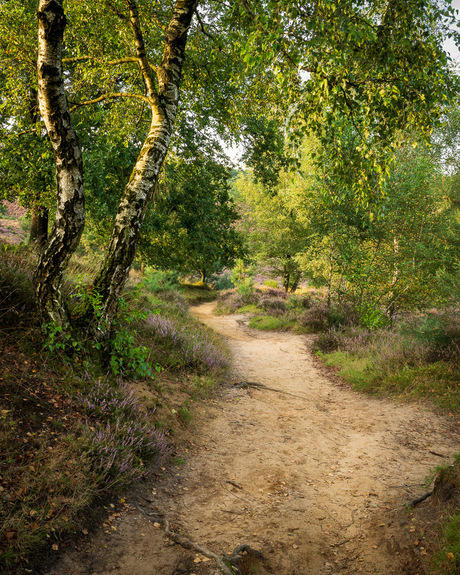 Path to the heath