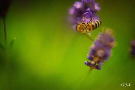 Dromerig tafereel honingbij op lavendel 