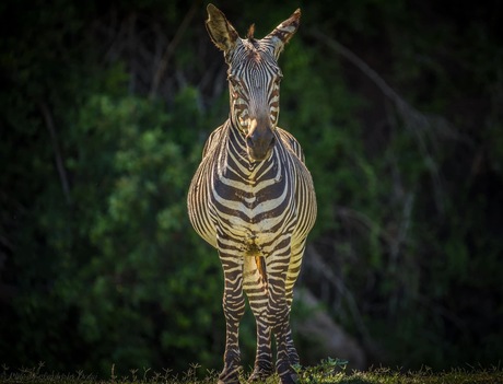 Lonesome zebra