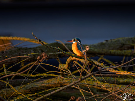 Genieten van de ondergaande zon