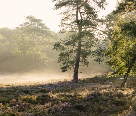 Als alles samenkomt…..  heide, mist en schapen