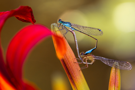 Waterjuffertjes op lelie
