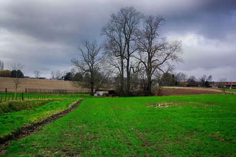 Bomen in het veld