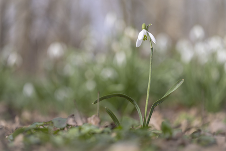 sneeuwklokje 