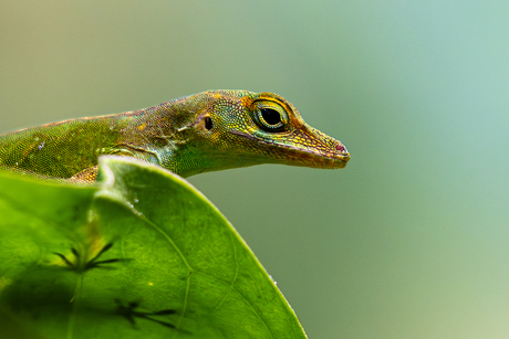 kleurijke anolis Burgers Bush